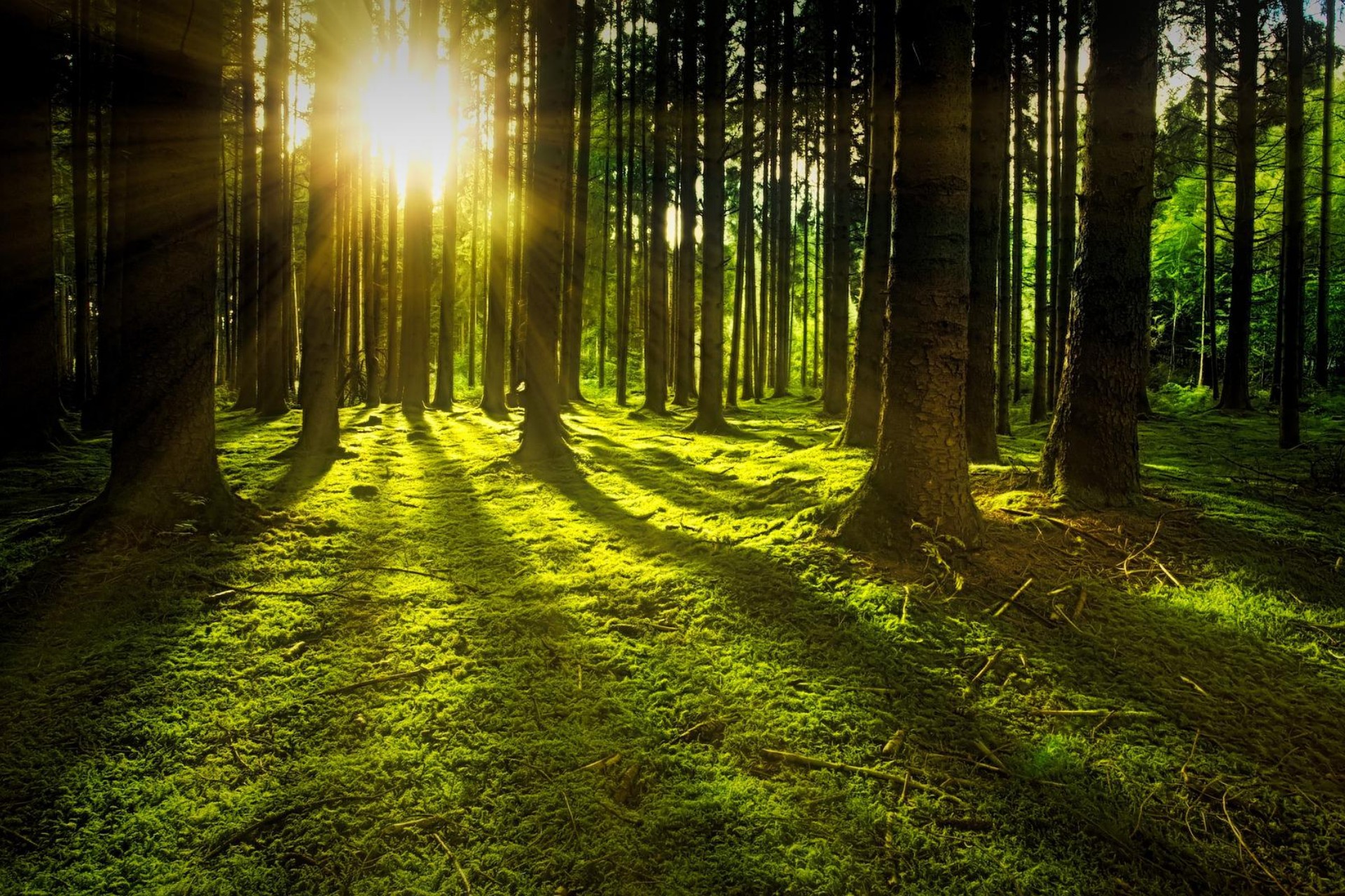 Zdjęcie lasu z prześwitującymi promieniami słonecznymi